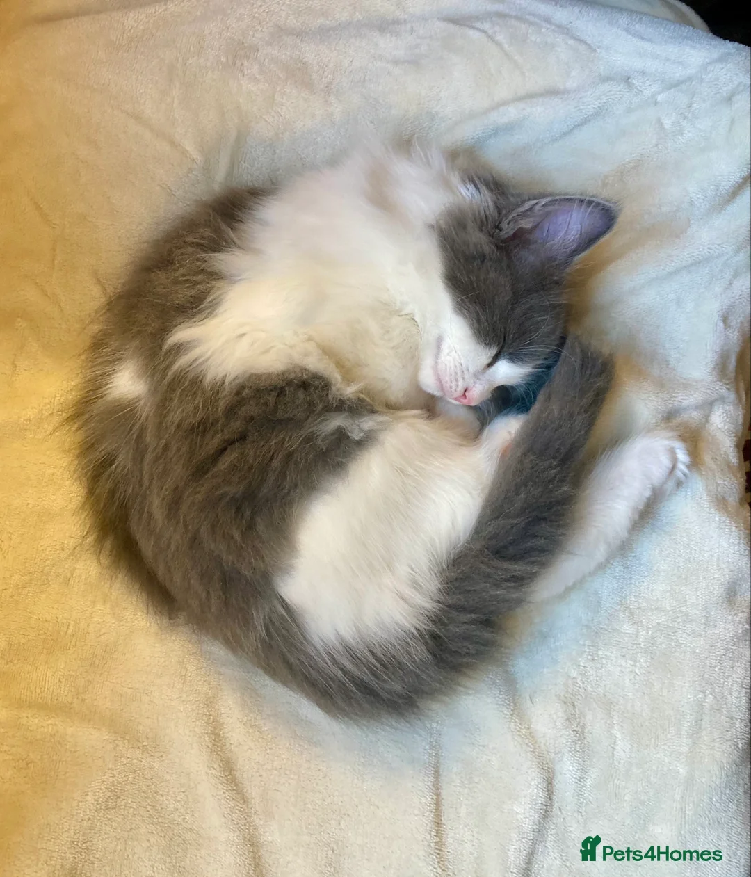 Maine Coon cats for sale: Rag Coon Kittens - Advert 11