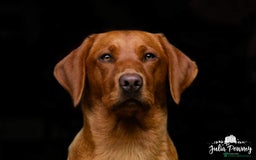 Labrador Retriever dogs for sale: 9 KC Registered Fox Red Labrador Puppies  - Image 3