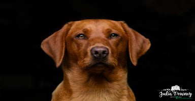 Labrador Retriever dogs - Advert 13