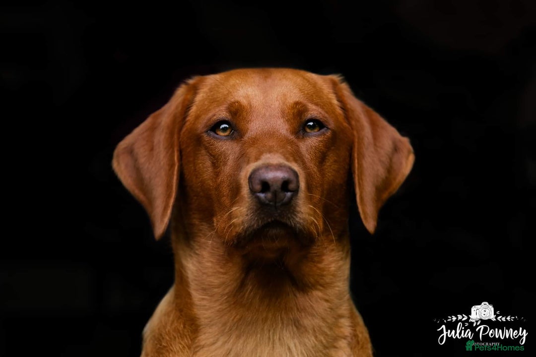 Labrador Retriever dogs for sale: 9 KC Registered Fox Red Labrador Puppies  - Image 3