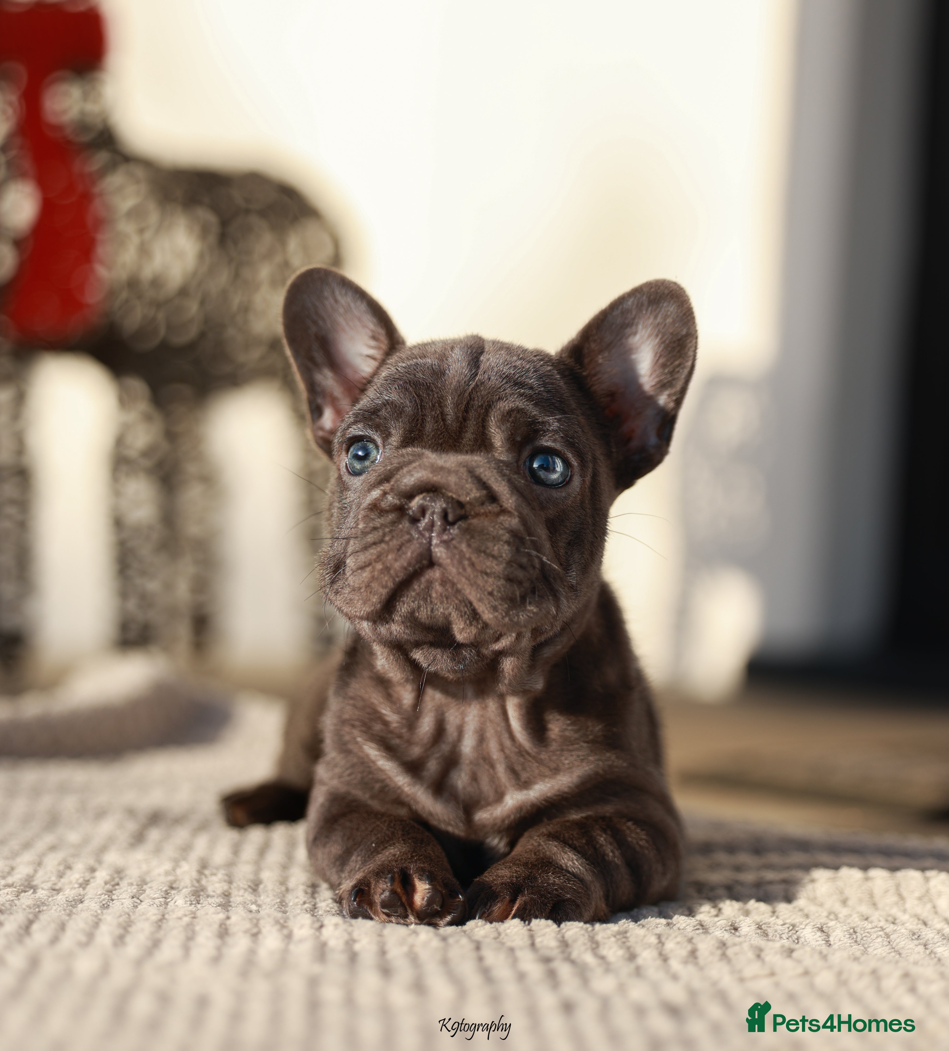 French Bulldog dogs FEMALE FRENCHIE AVAILABLE  - Advert 16