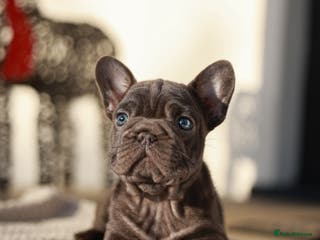 French Bulldog dogs FEMALE FRENCHIE AVAILABLE - Advert 2