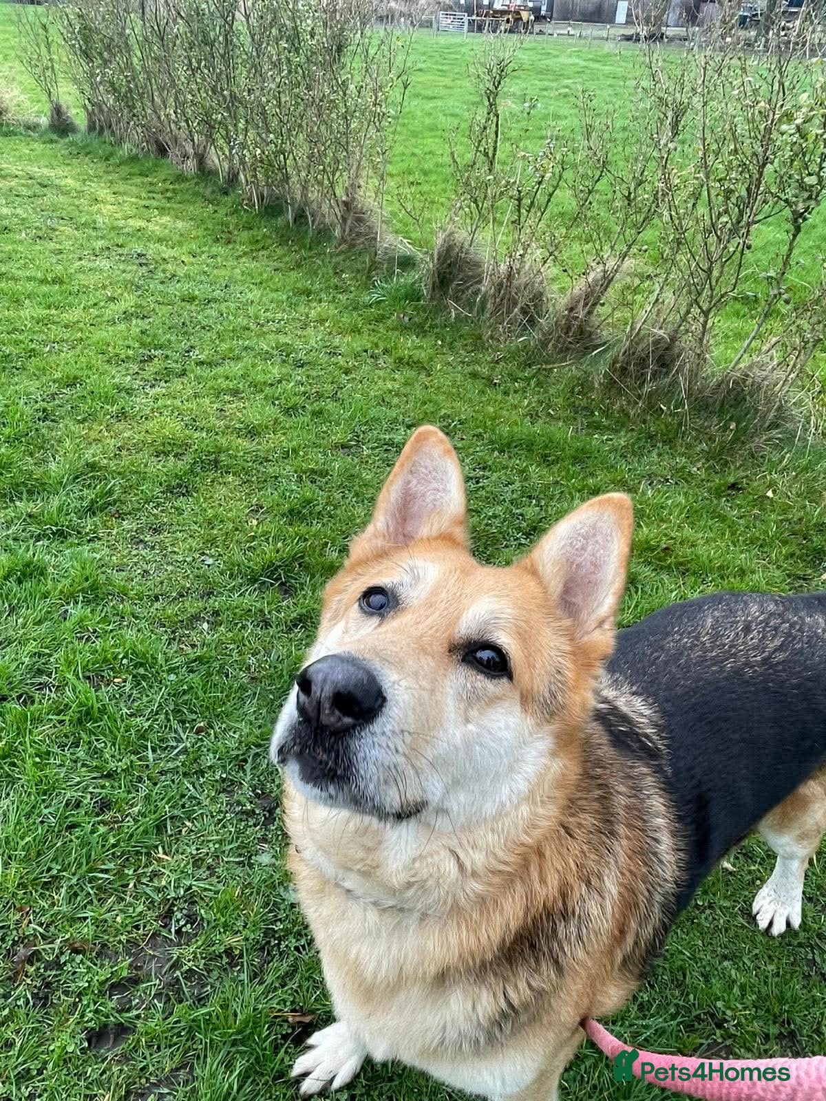 Mixed Breed dogs Axel needs the best home  - Advert 3