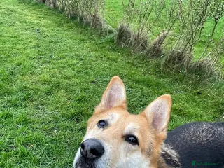 Mixed Breed dogs Axel needs the best home - Advert 3