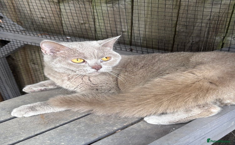 British Shorthair cats - Advert 11