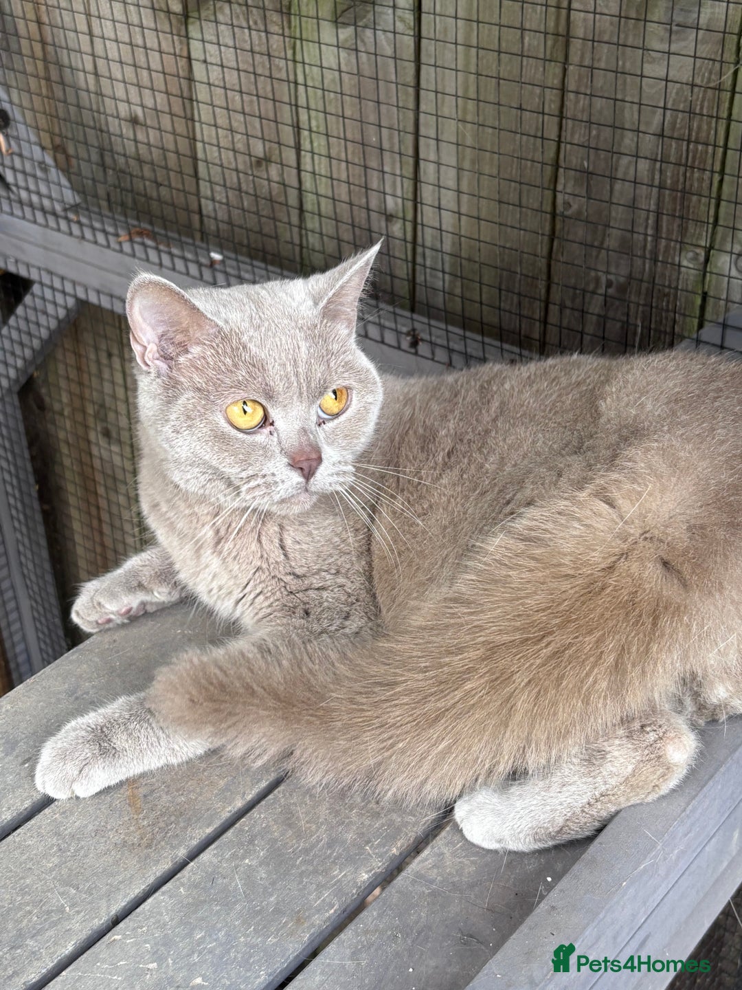 British Shorthair cats for sale: Lilac girl for sale  - Image 1