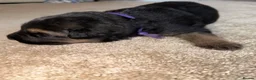 German Shepherd dogs for sale: German Shepherd Puppies 🐾 - Advert 21