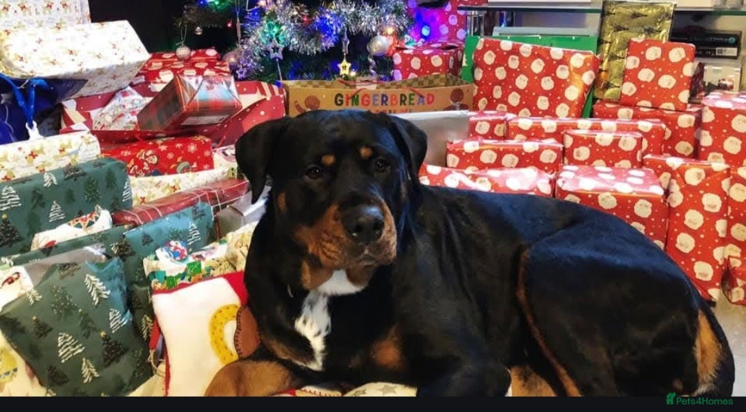 Rottweiler dogs for sale: Beautiful rottweiler for sale  - Image 2