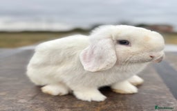 Mini Lop rabbits for sale: Gorgeous fully vaccinated mini lop buck  - Image 7