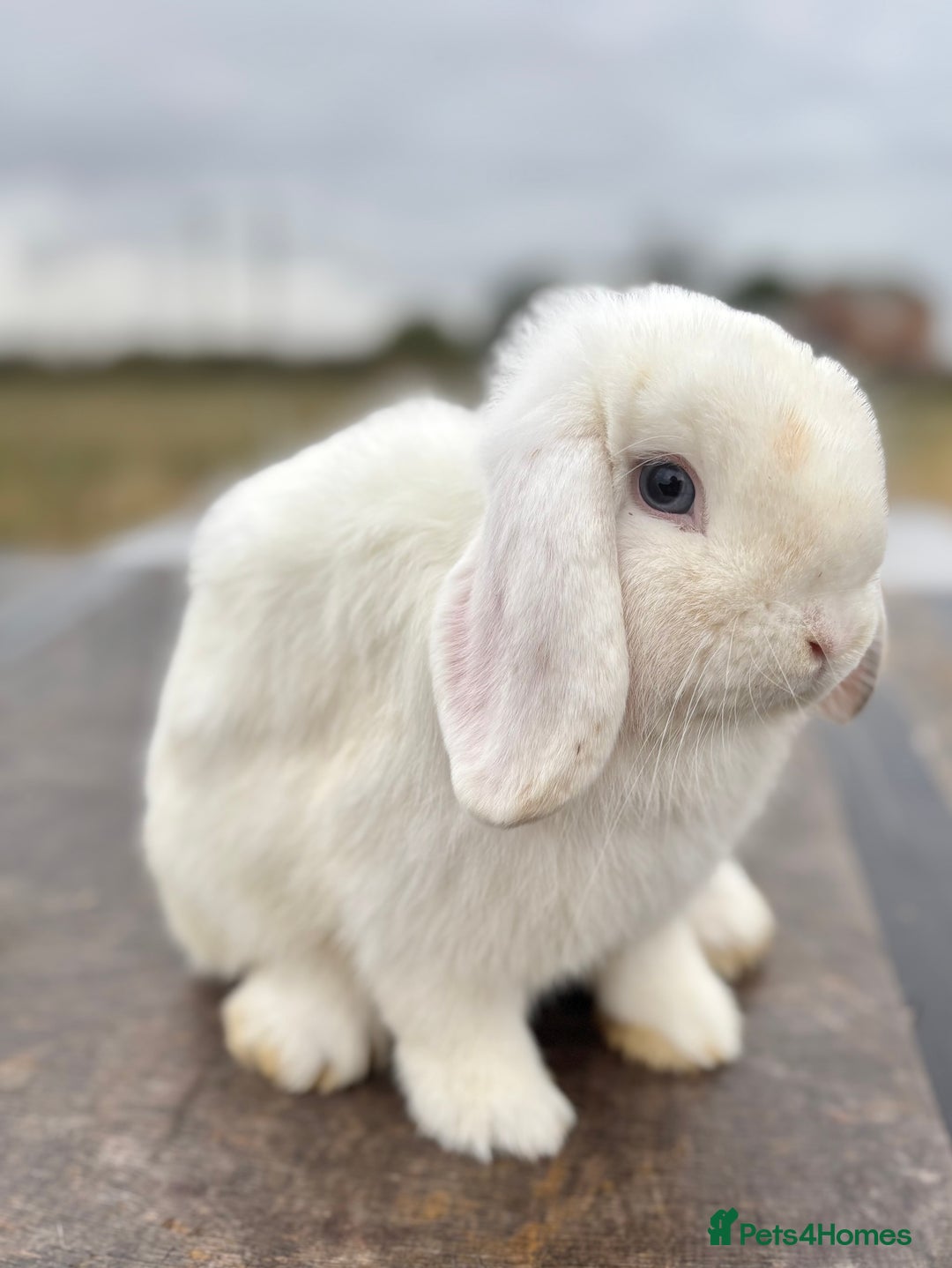 Mini Lop rabbits for sale: Gorgeous fully vaccinated mini lop buck  - Image 7