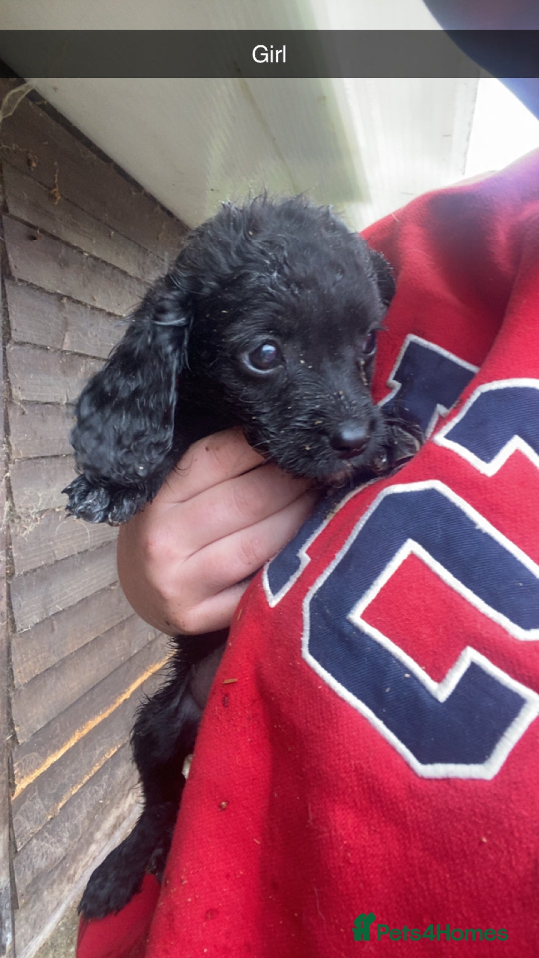 Cockapoo dogs for sale: Cockapoo pups for sale - Image 1