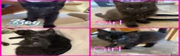 Ragdoll cats for sale: Ragdoll x Russian Blue Kittens - Advert 1