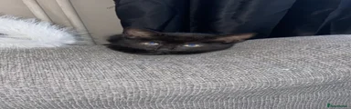 Mixed Breed 2