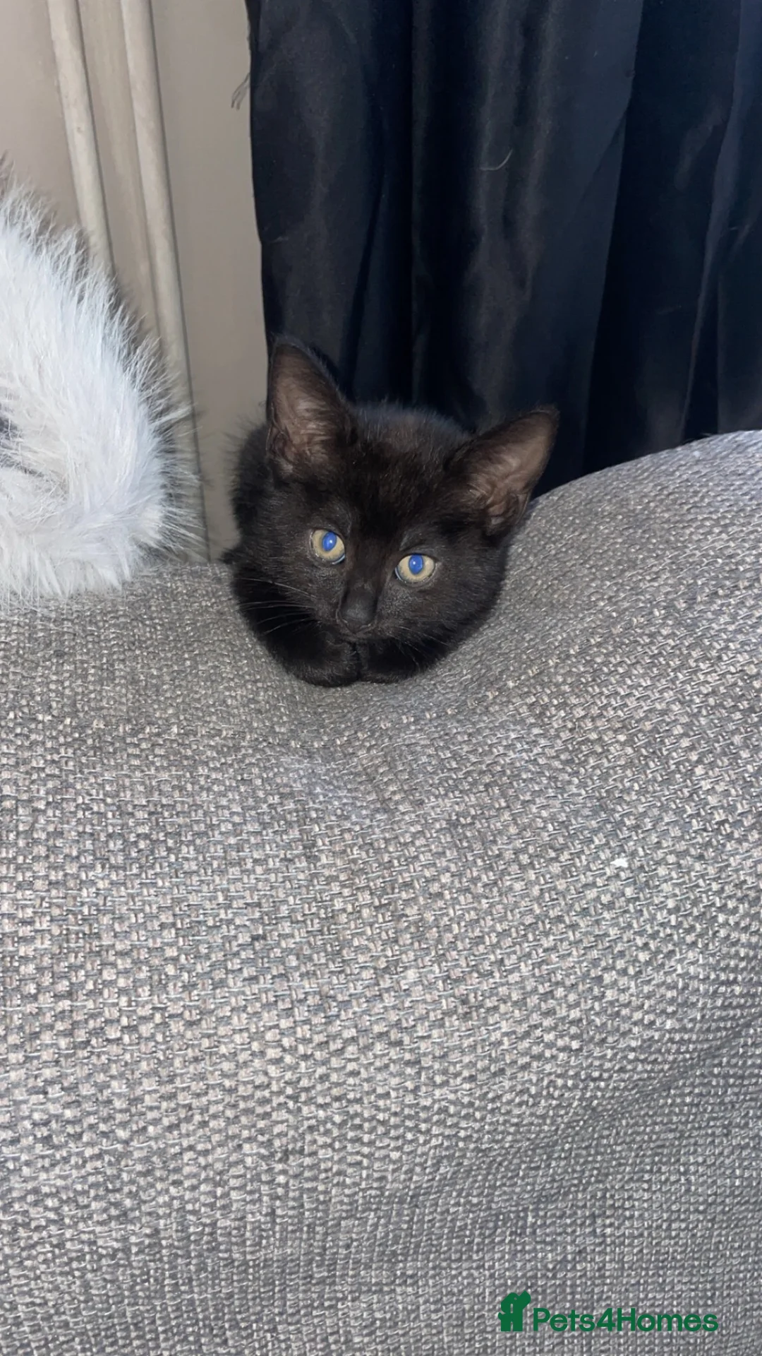 Mixed Breed cats for sale: 4 black male kittens  - Advert 8