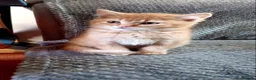 Scottish Fold cats for sale: 3 ginger girls and one boy available    - Advert 22