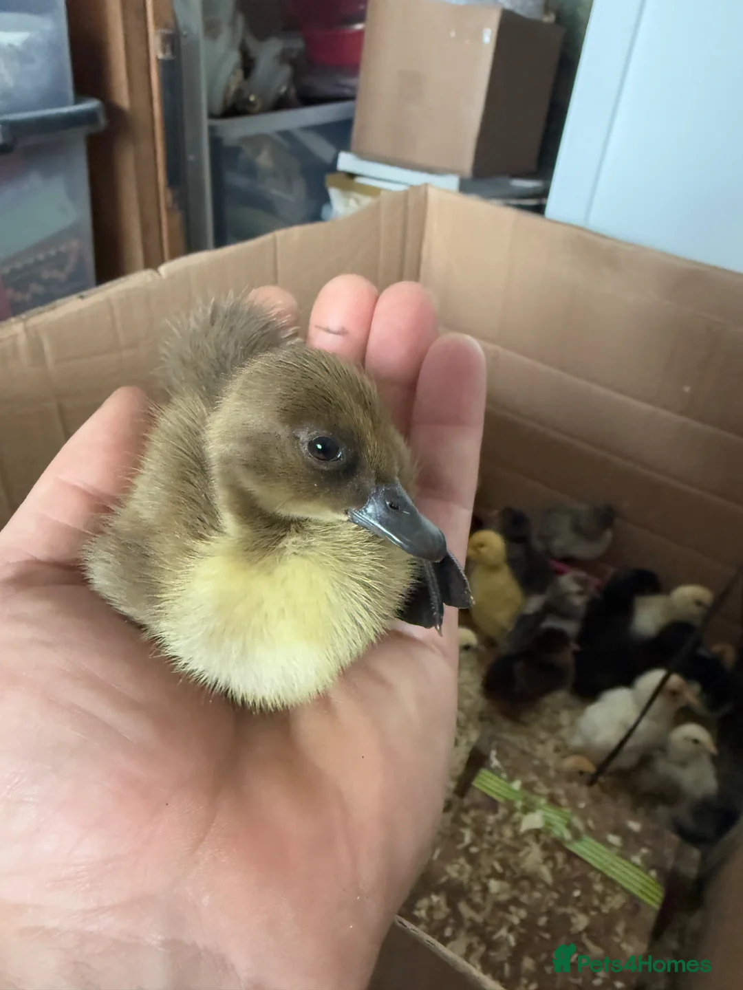 Geese poultry for sale: Hybrid Mixed Embden African Goslings Goose Chicks - Advert 1