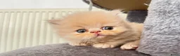 Persian cats for sale: 🐾 Persian Kittens for Sale 🐾 in Coventry - Advert 7
