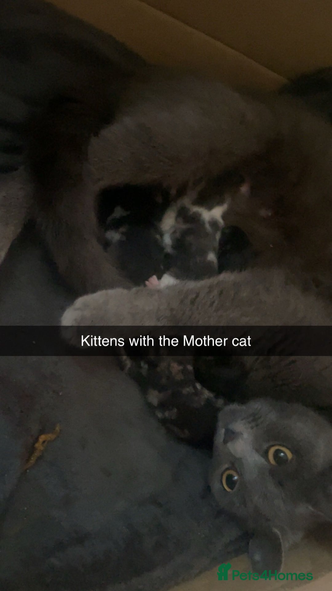 Siberian cats for sale: Kitten ready to go (Dm for price) - Advert 4