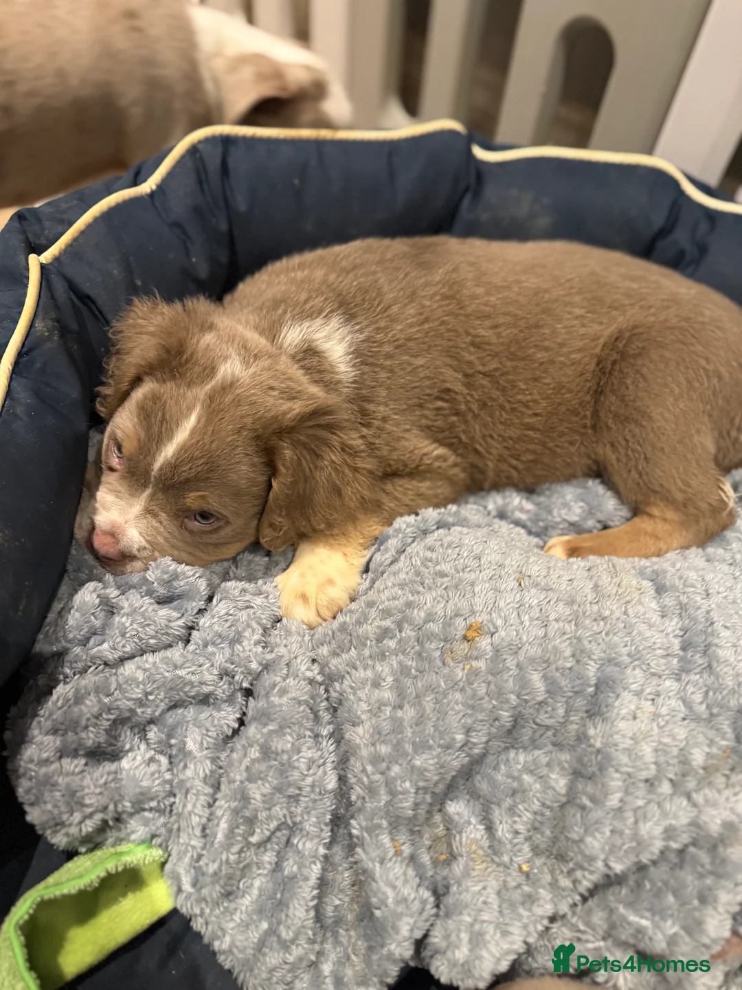 Old Tyme Bulldog dogs for sale: Olde English Fluffy bulldog puppies - Advert 8