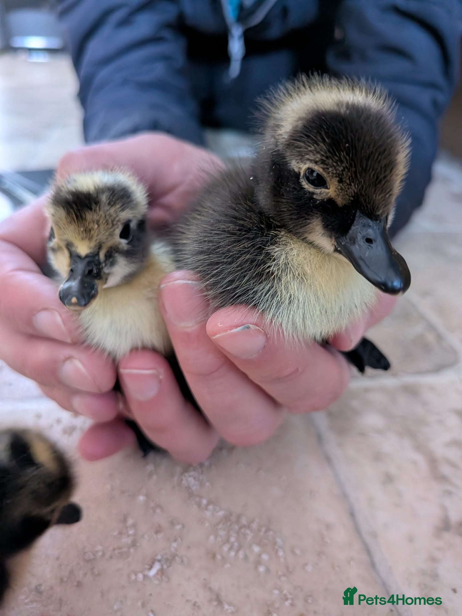 Ducks poultry Shetland ducklings (rare breed) - Advert 7