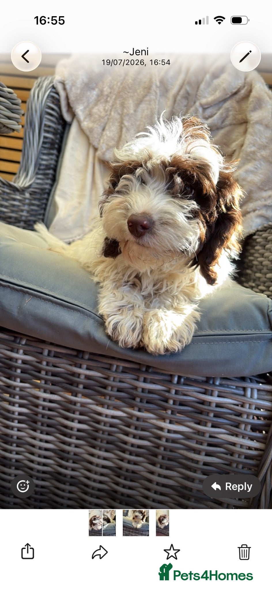 Cockapoo dogs Female cockapoo  - Advert 2