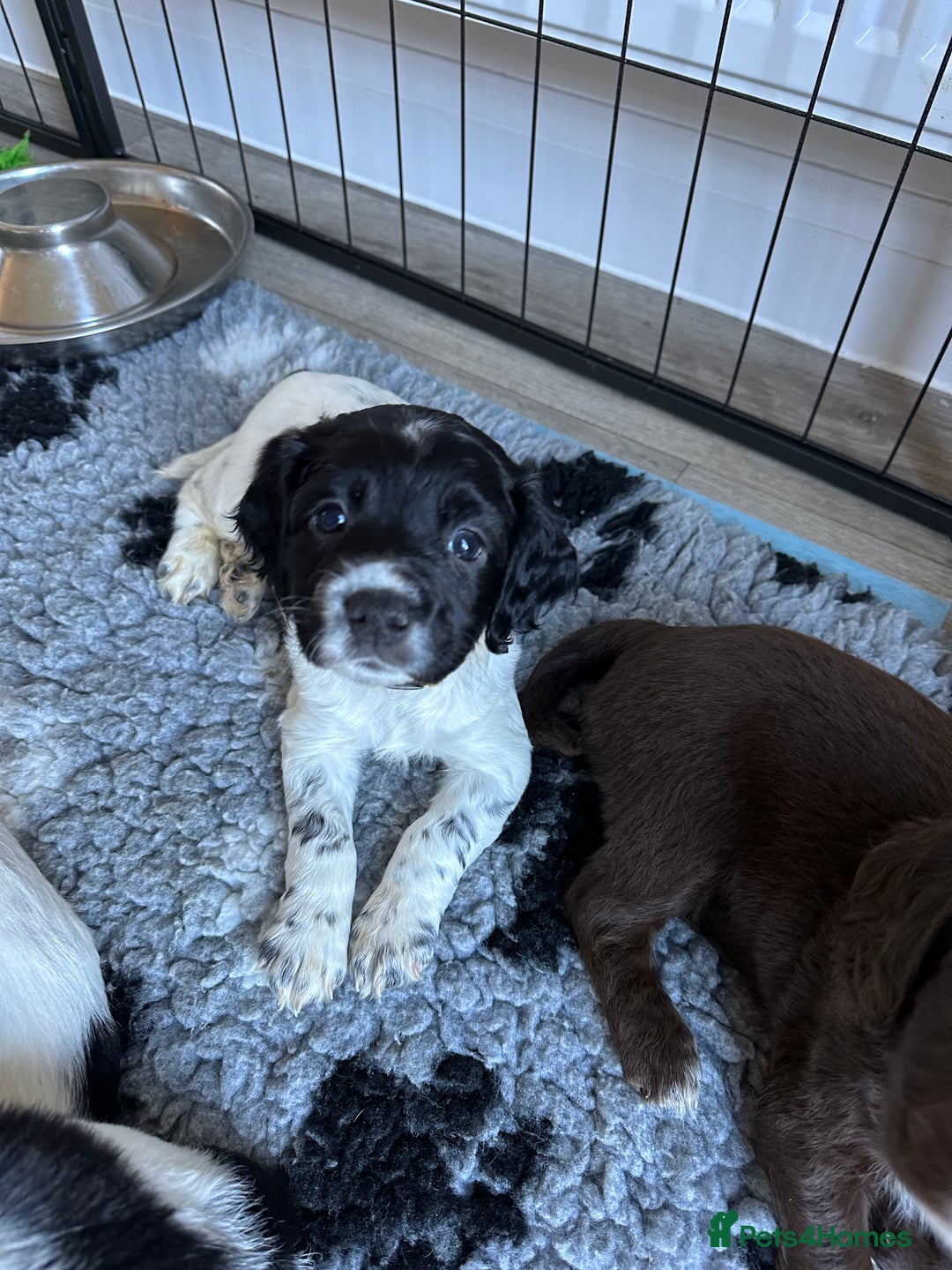 Sprocker dogs for sale: SPROCKER PUPPIES FOR SALE - Advert 20