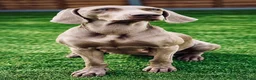 Weimaraner dogs for sale: 🐾 Beautiful Weimaraner puppies 🐾 - Advert 5