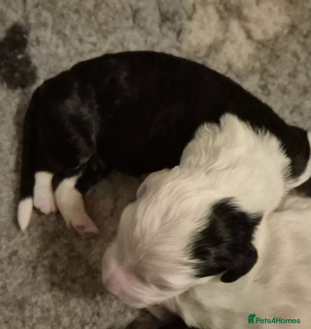 Old English Sheepdog dogs for sale: Old English Sheepdog Puppies 1 boy remaining 💚   - Advert 35