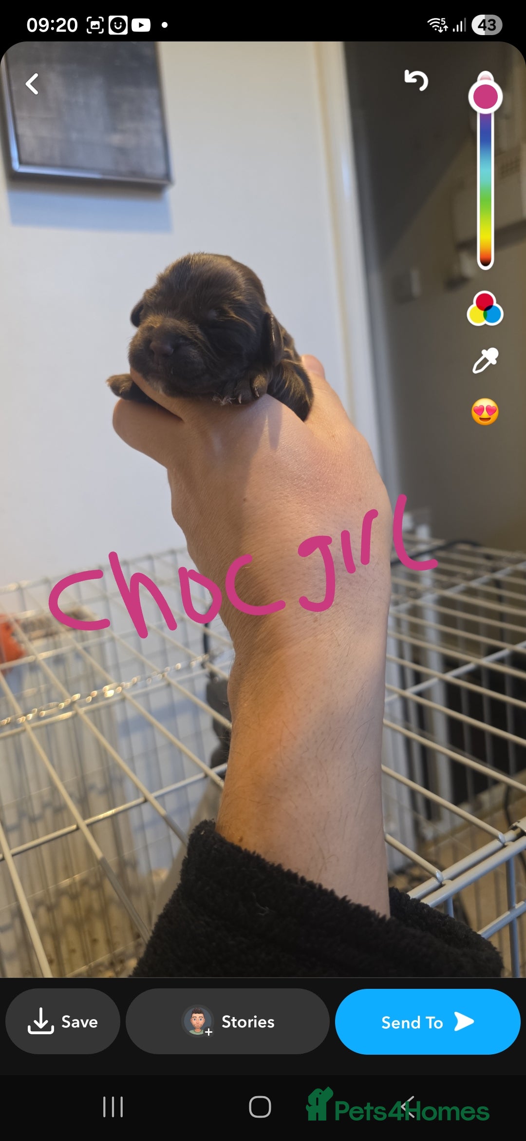 Cocker Spaniel dogs for sale: Kc registered litter - Advert 15