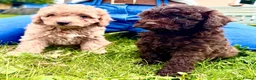 Cavapoo dogs for sale: F2 cavapoo boys  - Advert 4
