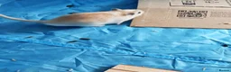Gerbil rodents for sale: Male gerbils  in Gloucester - Advert 4