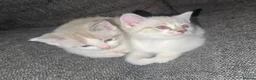 Mixed Breed cats for sale: Adorable Ragdoll Kittens  - Advert 2