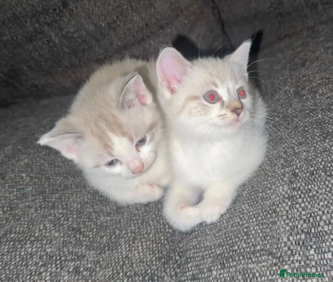 Mixed Breed cats for sale: Adorable Ragdoll Kittens  - Advert 2
