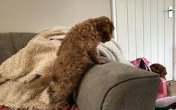 Cockapoo dogs for sale: 5* Miniature F1b Cockapoo Puppies - Advert 21
