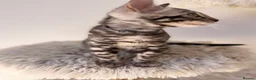 Bengal cats for sale: Exceptional Silver Bengal Kittens - Advert 3