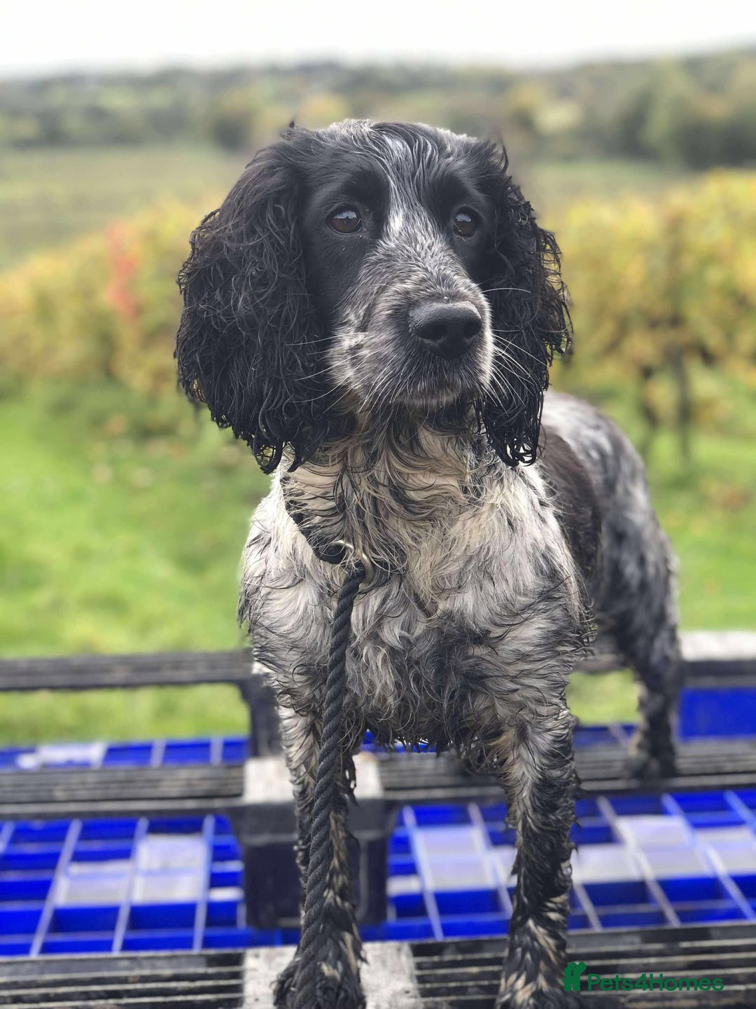 Sprocker dogs for sale: Working Sprocker Spaniel Puppy - Image 4