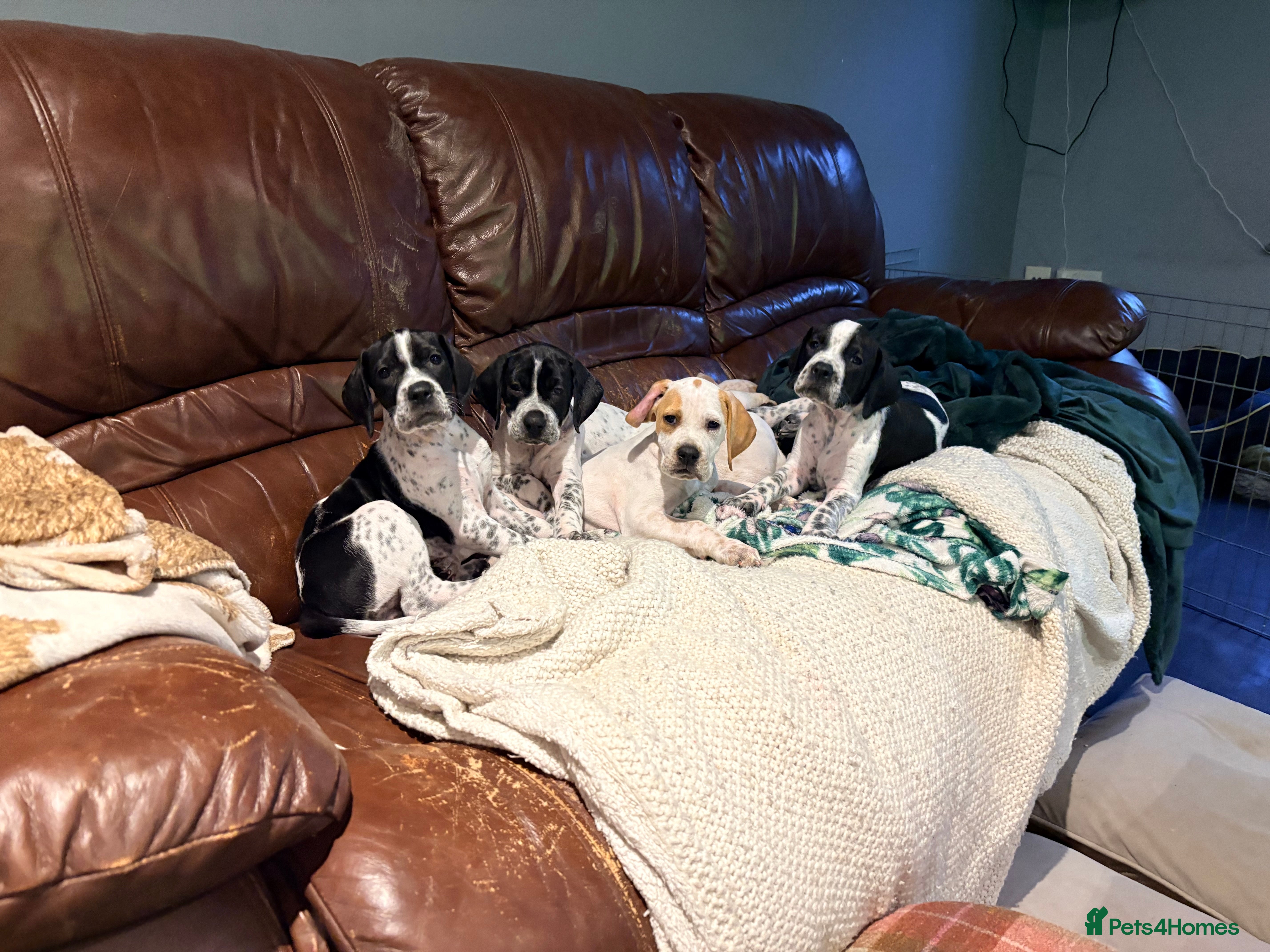 Pointer dogs Beautiful Pointer puppies for sale - Advert 5