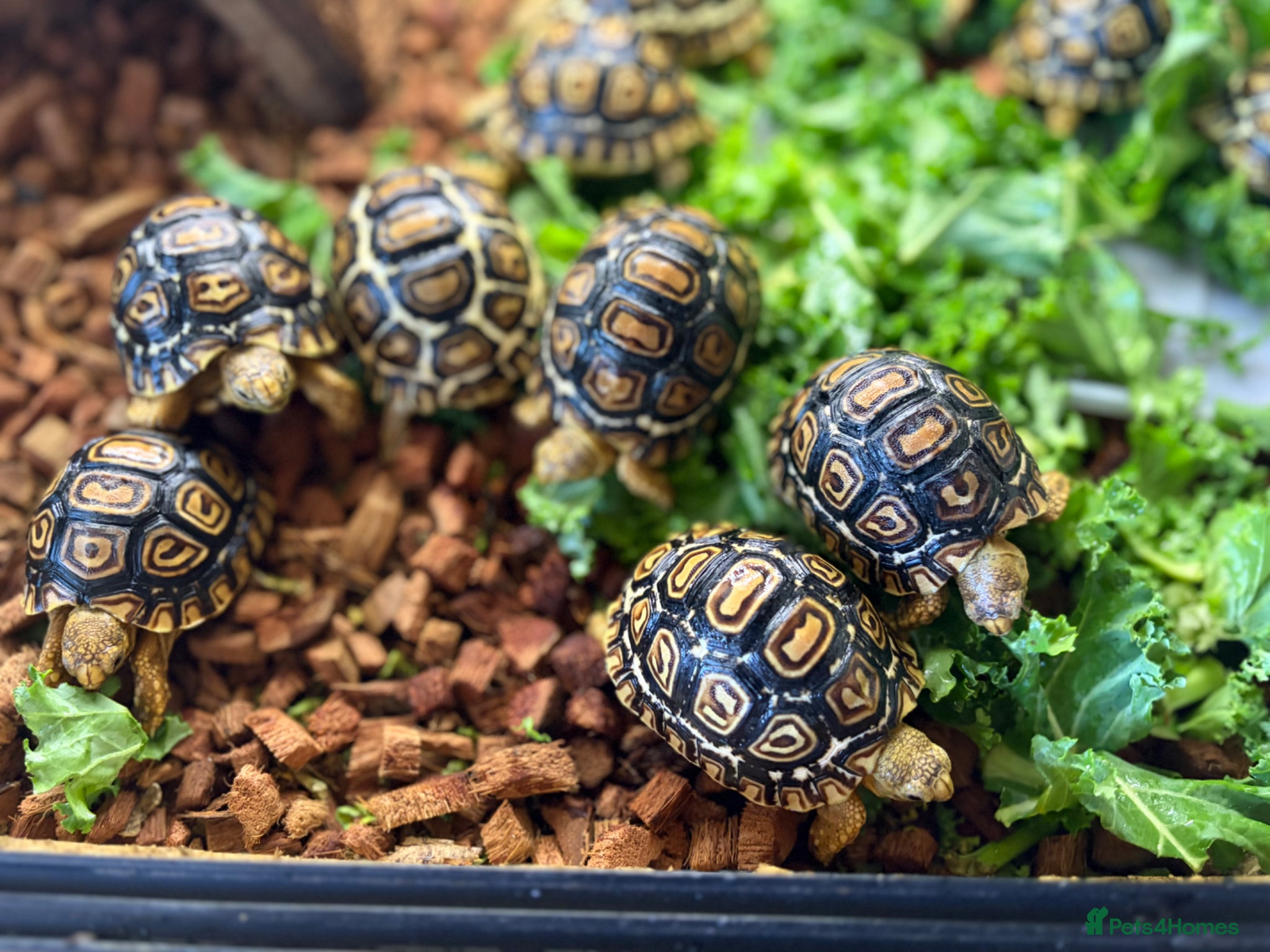 Tortoise reptiles for sale: Leopard Tortoise - Gorgeous Hatchlings  - Advert 9