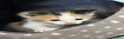 British Longhair cats for sale: Kittens  - Advert 5