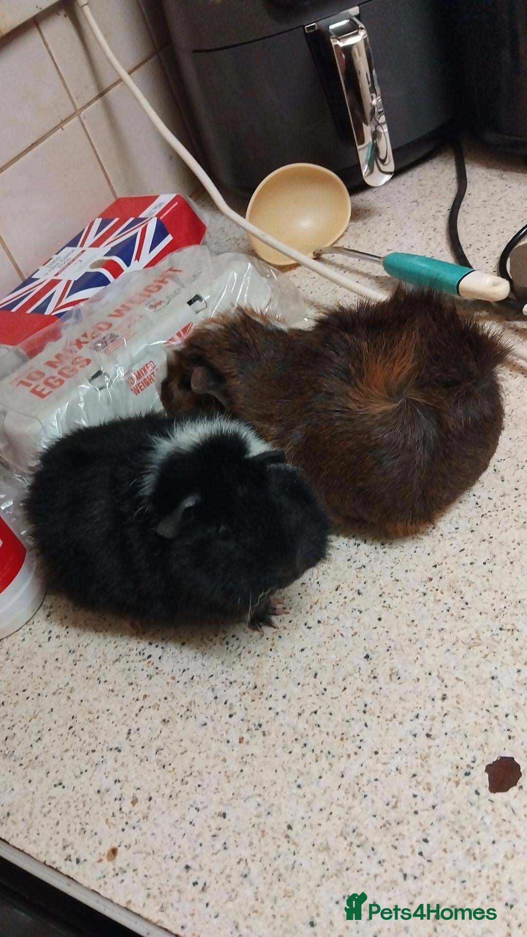 Guinea Pig rodents 2 guinea pigs and their stuff  - Advert 1