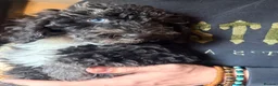 Miniature Poodle dogs for sale: Reduced £1000 Best quality Merle miniature poodles - Advert 6