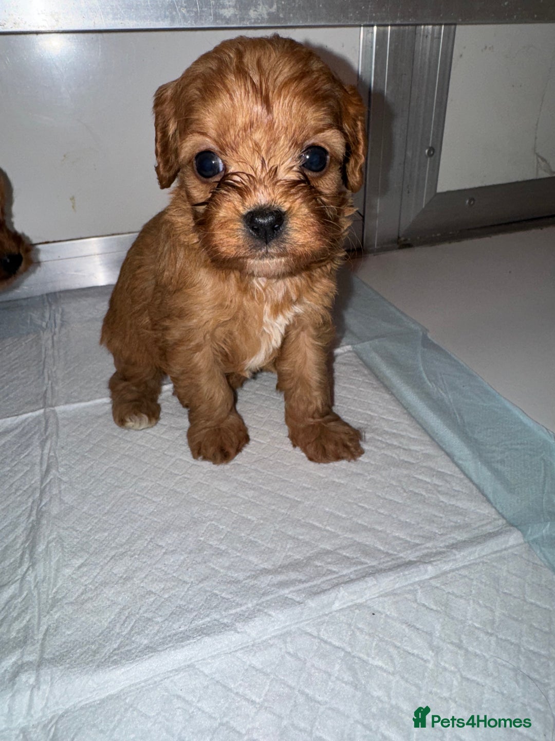 Cavapoo dogs for sale:   ✨ Adorable Miniature Cavapoo Puppies ✨ - Advert 28