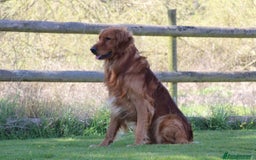 Golden Retriever dogs for sale: Dark Working Golden Retriever puppies - Image 6