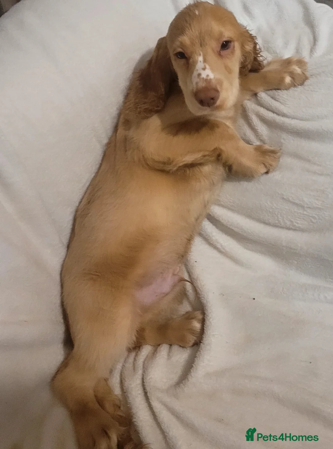 Cocker Spaniel dogs for sale: cocker spaniel puppies in Dover - Advert 8