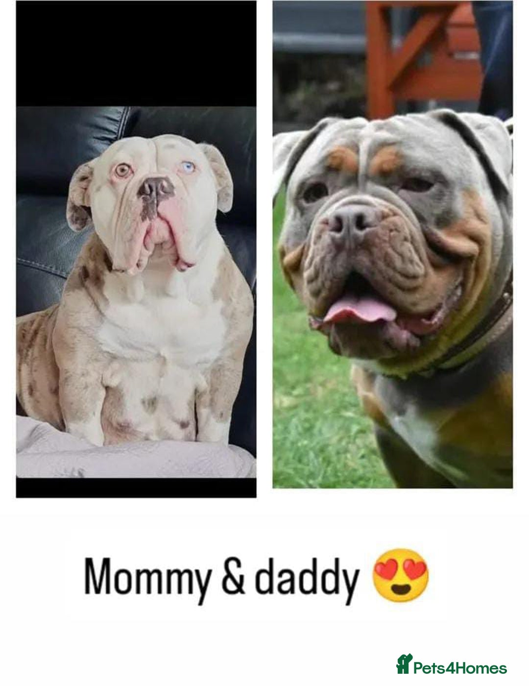 Olde English Bulldogge dogs for sale: Olde English Bulldog Female  - Advert 16