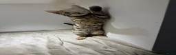 Bengal cats for sale: Tica Registered Pedigree Bengal kittens in Leeds - Advert 29