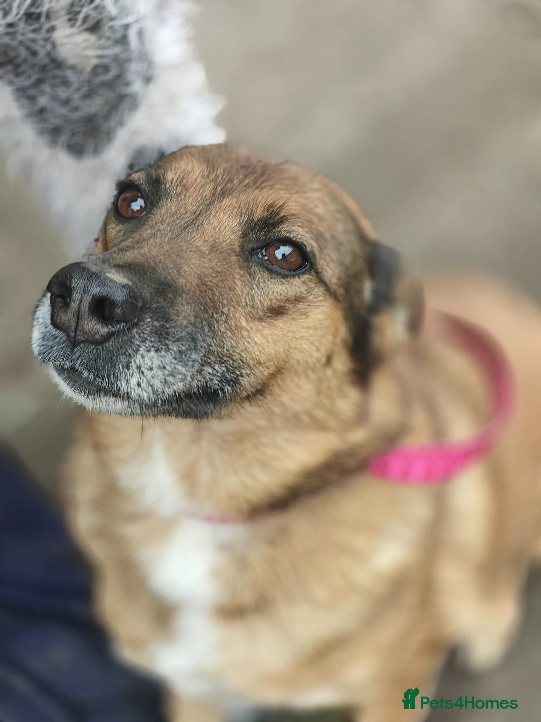 Mixed Breed dogs for adoption: 💖🐶 LARA 🐶💖 - Image 27