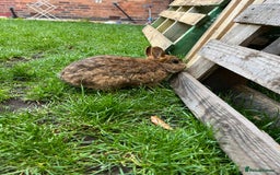 Netherland Dwarf rabbits for sale: Netherland dwarf rabbit  - Image 4