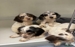 Cocker Spaniel dogs for sale: working cocker spaniel puppies - Image 4