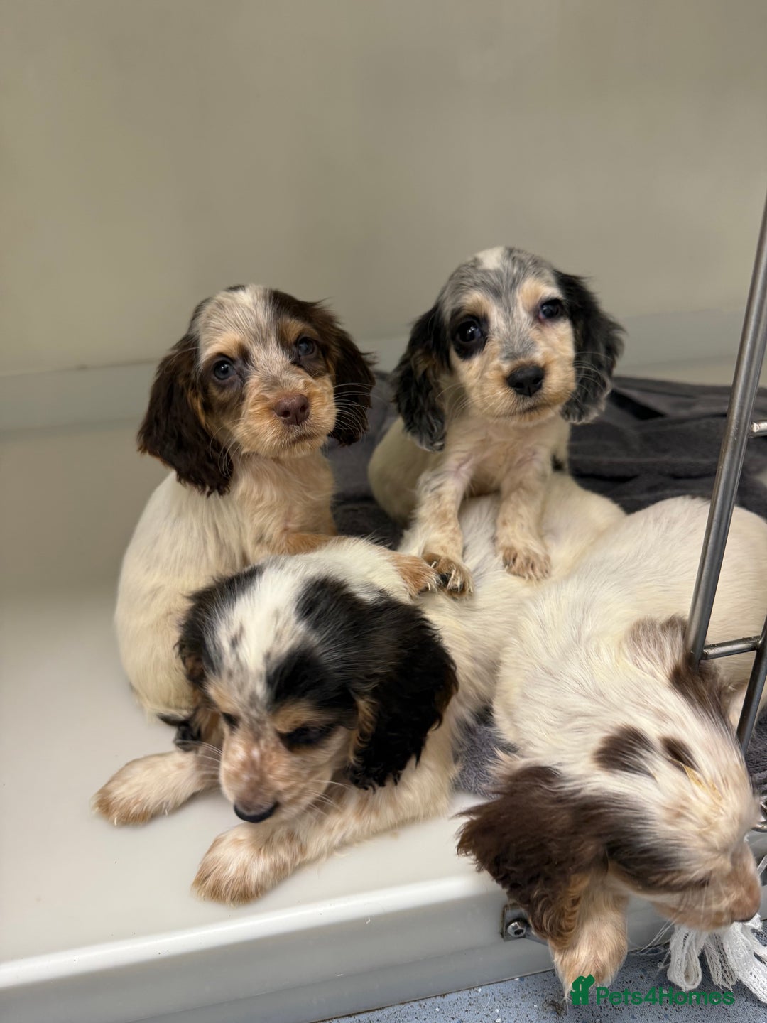 Cocker Spaniel dogs for sale: working cocker spaniel puppies - Image 4